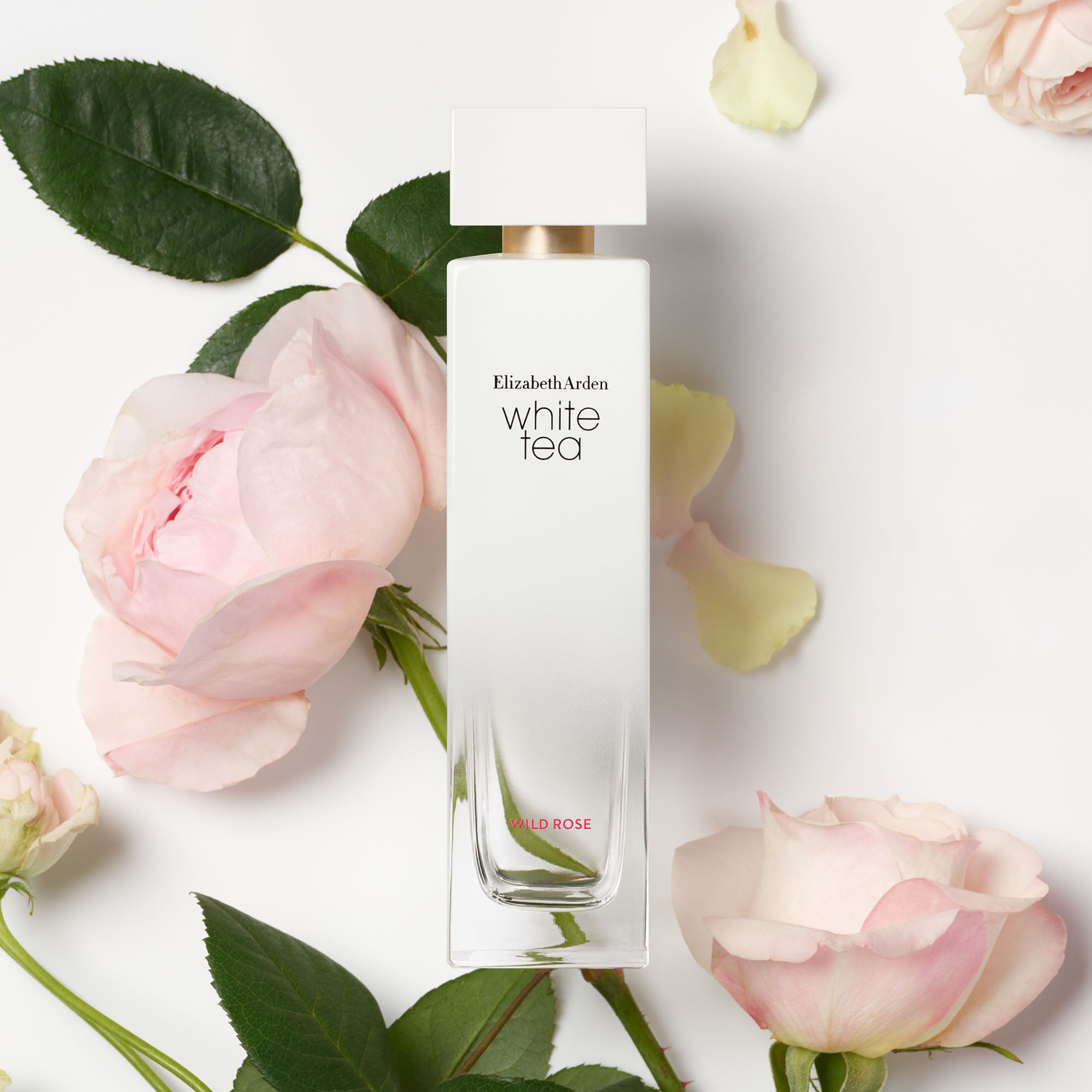 White tea rose perfume new arrivals